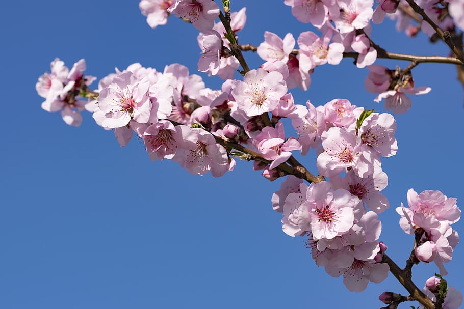 almond blossom, palatinate, blossom, bloom, spring, tree, branch, white, purely, fragrant
