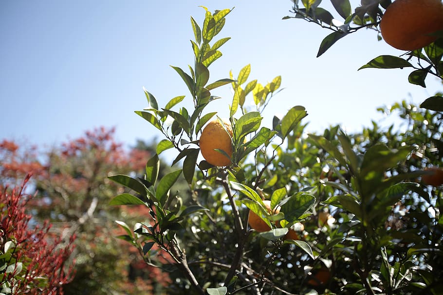 tangerine, citrus, delicious, the natural direction, hallabong, jeju island, plant, leaf, plant part, growth