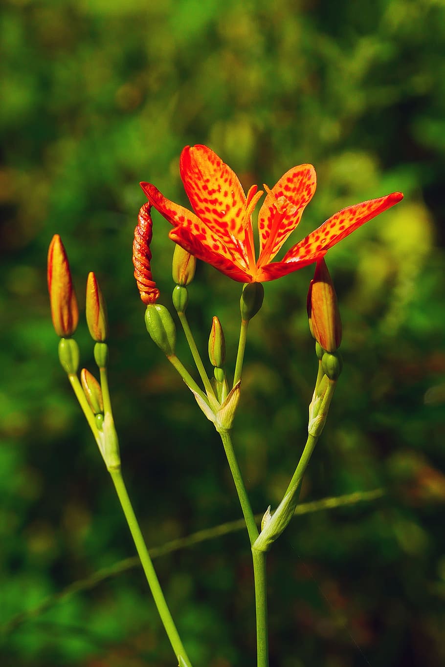 bunga, kuncup, polong, hias, tanaman iris domestica, umumnya, dikenal, leopard lily, blackberry lily, bunga.