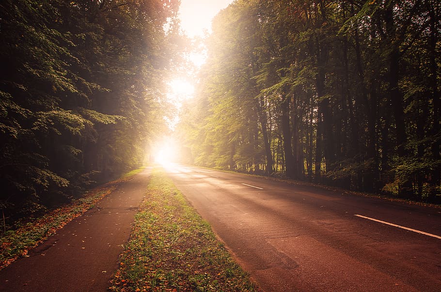 road, autumn, light, sun, trees, forest, landscape, nature, away, asphalt