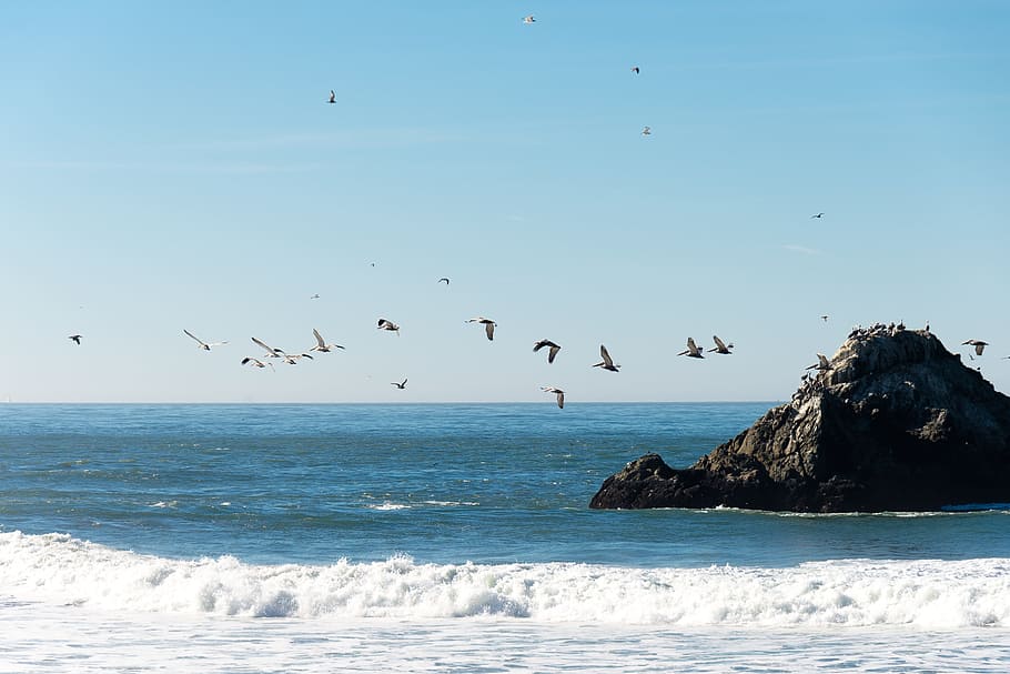 san francisco, ocean, beach, blue, pacific, birds, pelicans, flying birds, rock, water