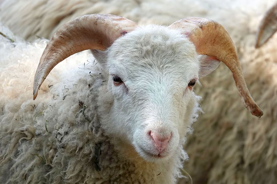 cabeza de oveja, ovejas, lana, de cerca, retrato de animales, ganado, cabeza, mundo animal, pieles, mascotas