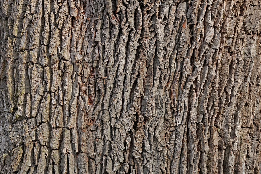 bark, oak, tree, tribe, log, structure, wood, forest, tree bark, texture