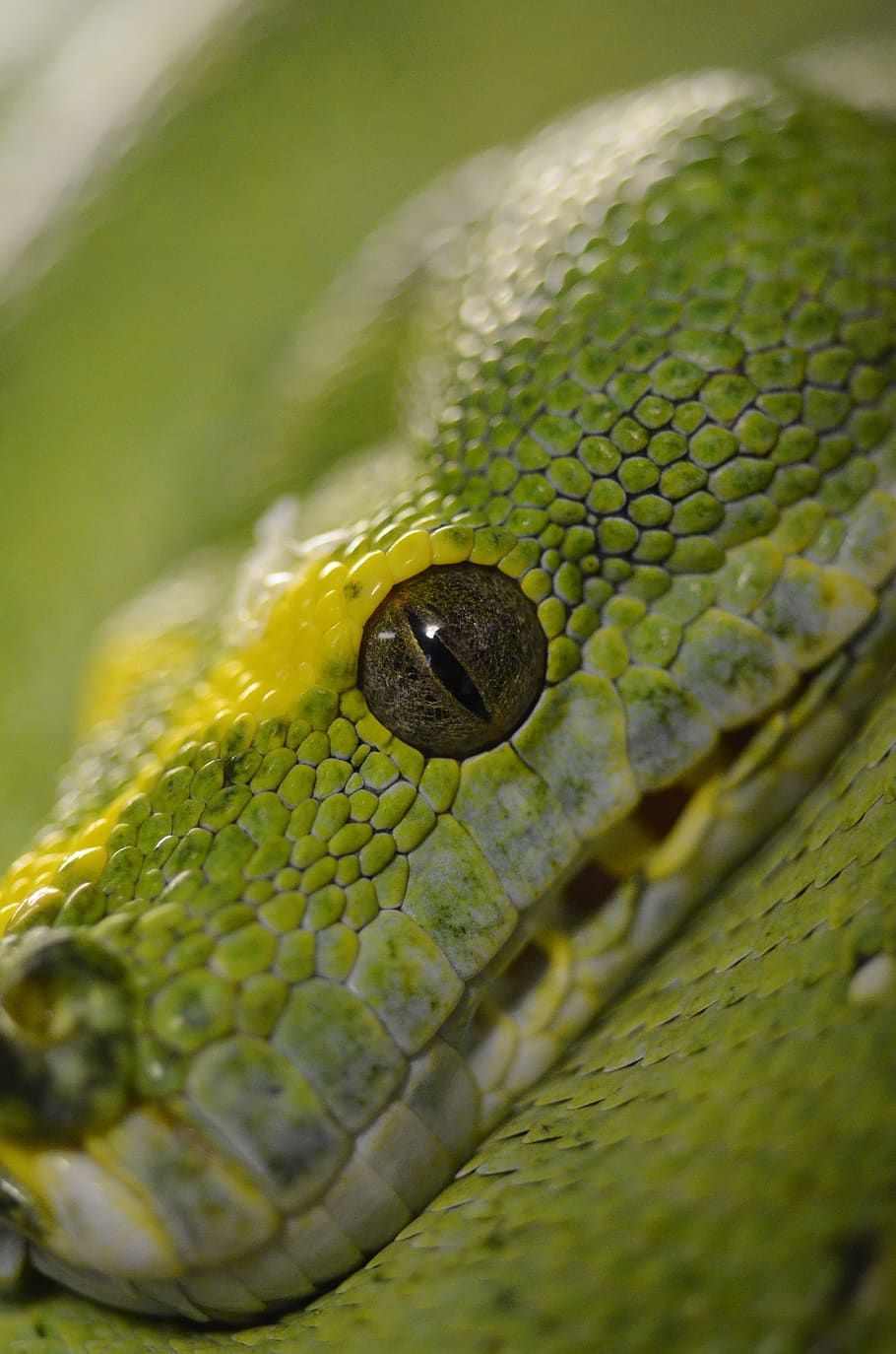 ular, reptil, python pohon hijau, hijau, python, hewan, satu hewan, tema hewan, close-up, satwa liar hewan