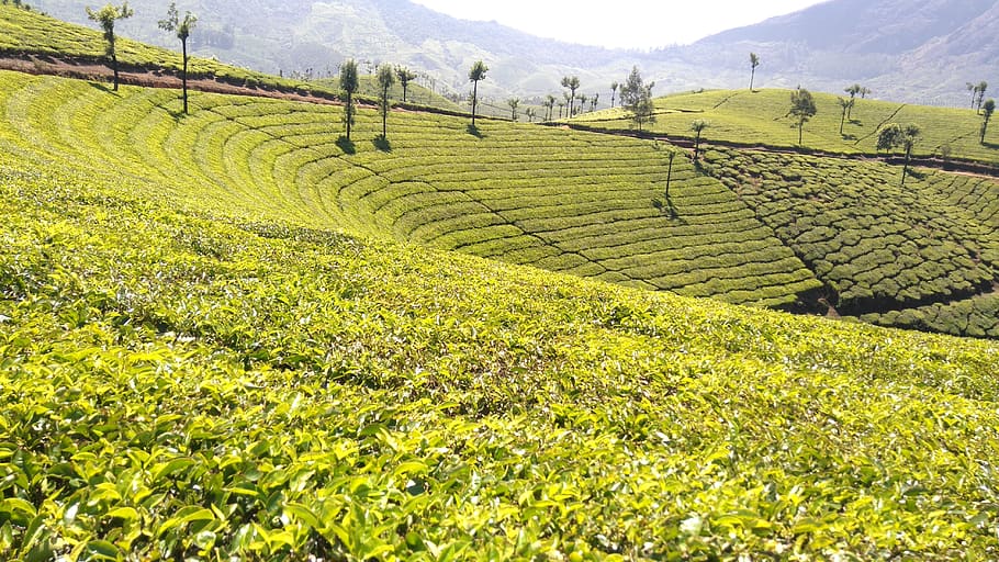 tea, plantation, landscape, nature, agriculture, kerala, field, land, scenics - nature, rural scene