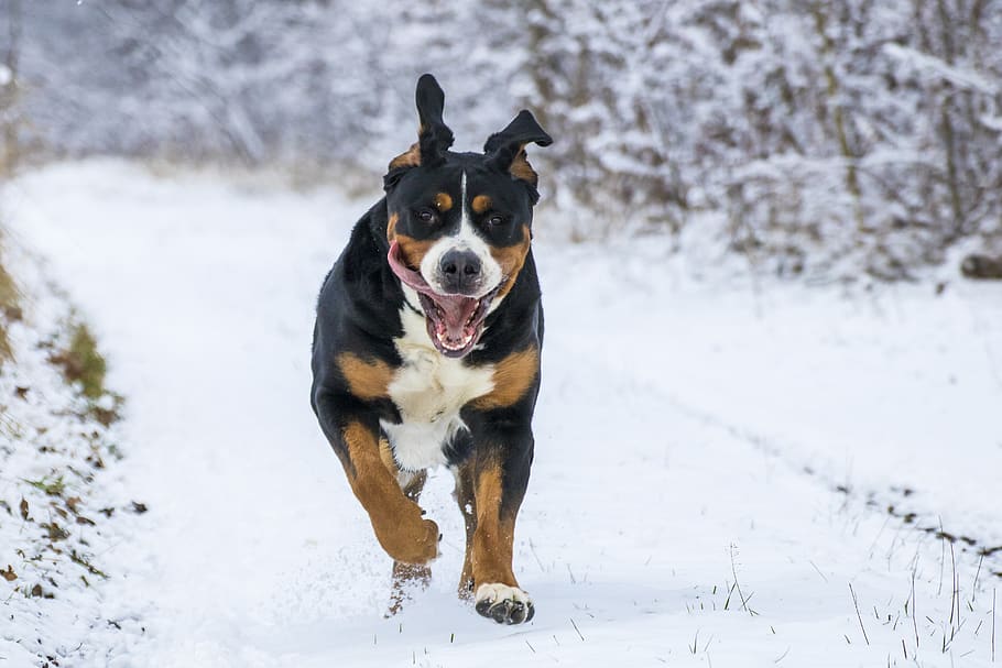 snow, big dog, gear, one animal, dog, canine, pets, mammal, winter, animal themes