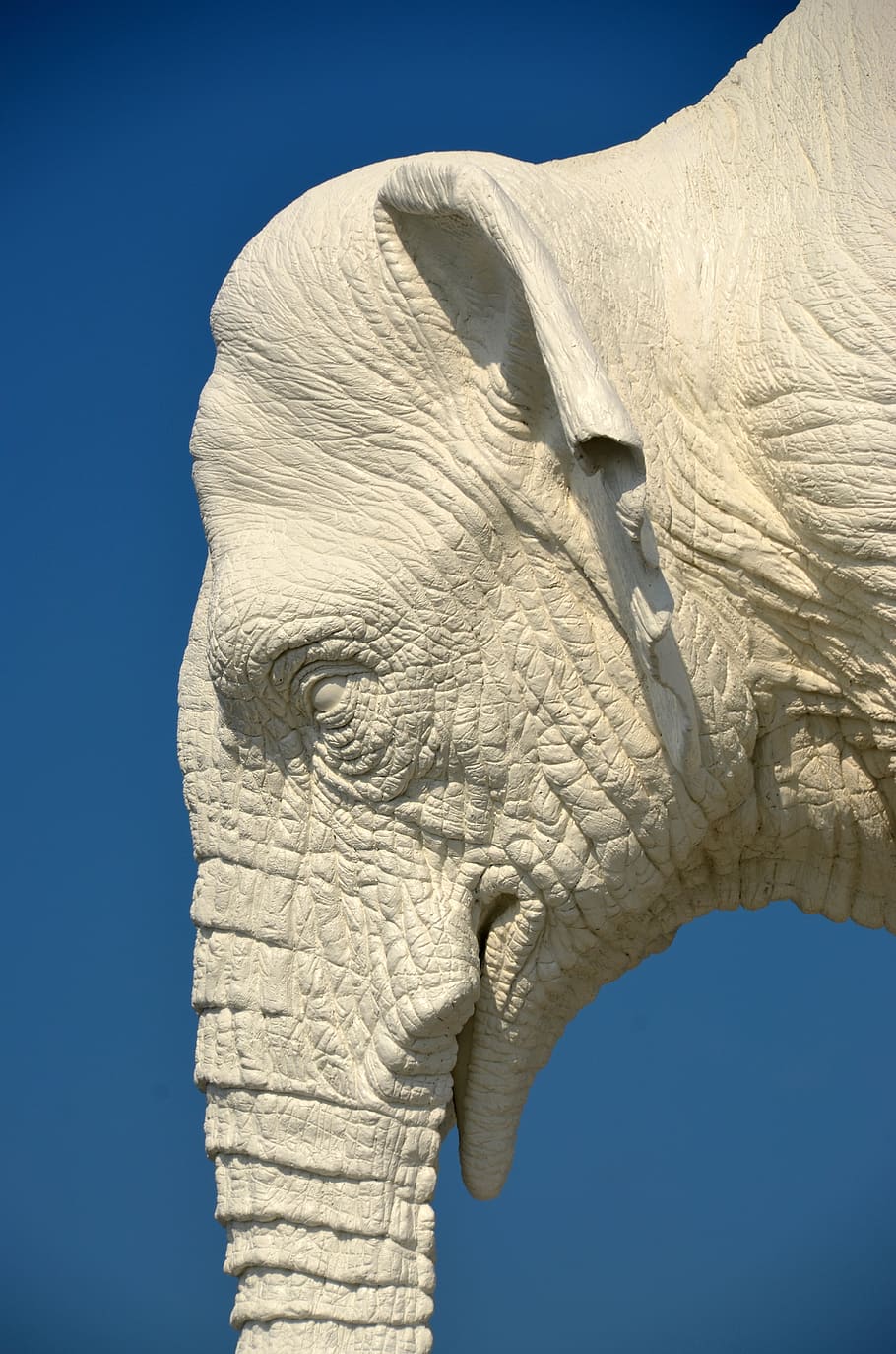 elephant, fold, pachyderm, skin, head, large, day, sky, clear sky, close-up