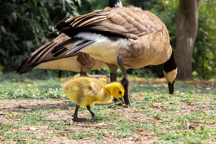 geese, baby, adults, birds, family, walking, little, big, gosling, animals