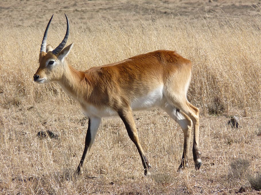 lechwe, lechwee, marsh antelope, africa, antelope, animal wildlife, animal themes, animal, animals in the wild, mammal
