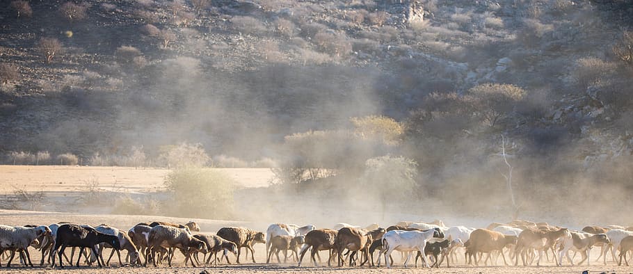 flock of sheep, sheep, wool, flock, desert, dust, animal world, wild, mammal, namibia