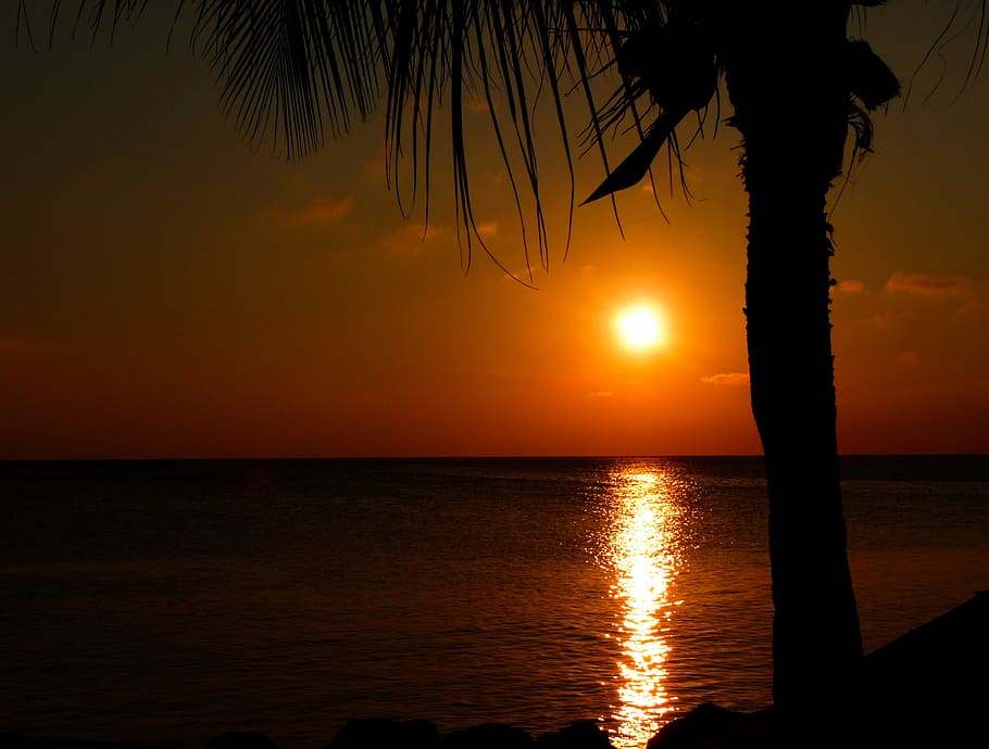 puesta de sol, agua, océano, mar, palmeras, anochecer, oscuro, noche, caribe, cielo