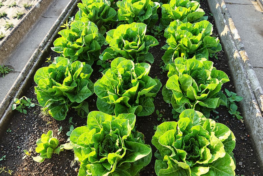 Виды салатов для посадки. Как красиво посадить салат. Много салатов на одной картинке. Green lettuce Heart. Когда можно сажать салат