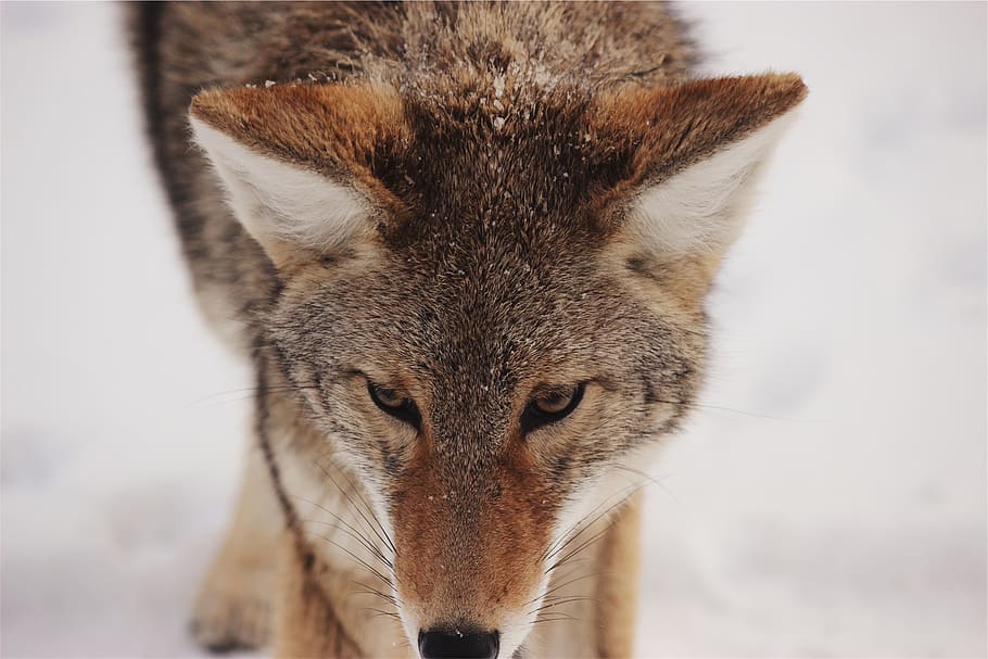 coyote, fox, animal, wild, mammal, predator, fur, nature, wildlife, carnivore