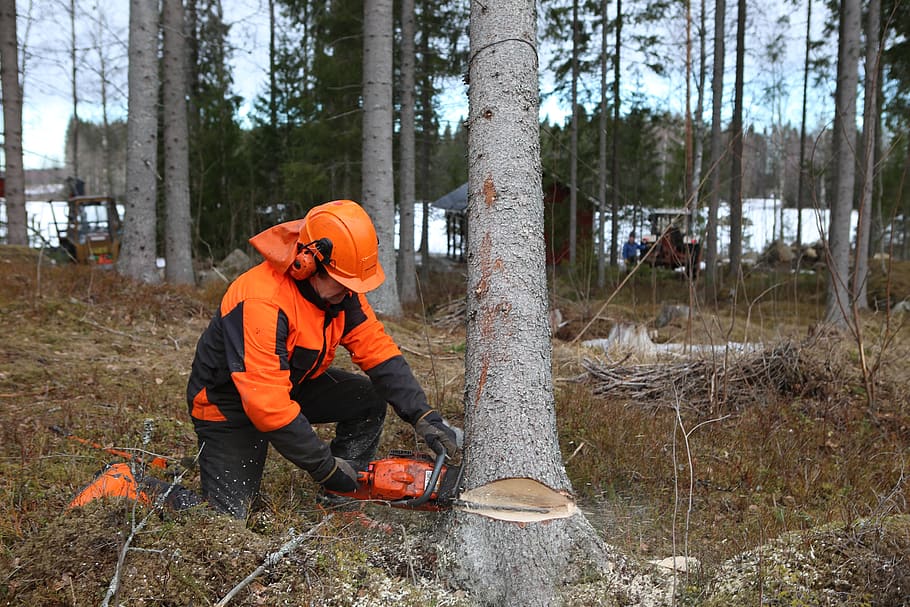forest, logger, tree, six, chainsaw, pour, timber, logging, nature, orange color