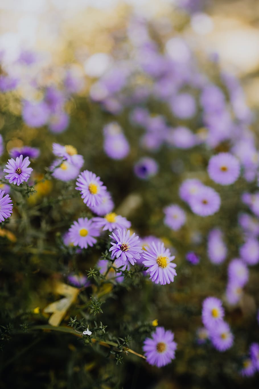small, purple, flowers, garden, purple flowers, autumn, flower, flowering plant, vulnerability, fragility