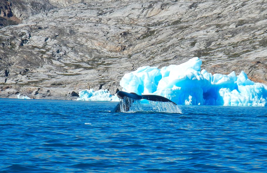 gronelândia, baleia, iceberg, fiorde, sermilik, gelo, ártico, água, agua, beira-mar