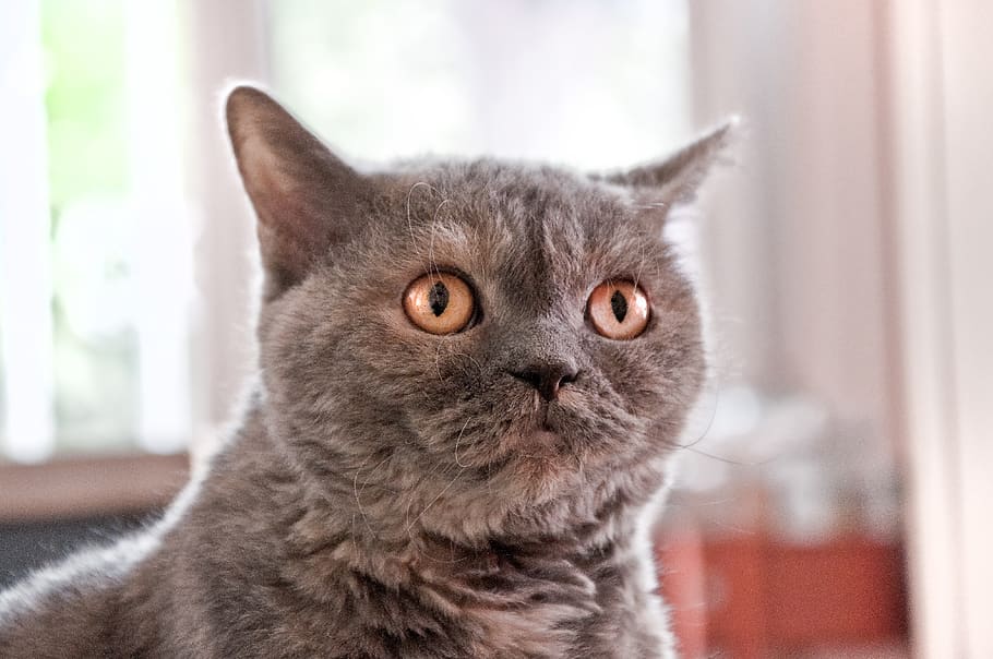cat, selkirk rex, british shorthair, sheep cat, animal, view, scared, domestic cat, round head, goggle