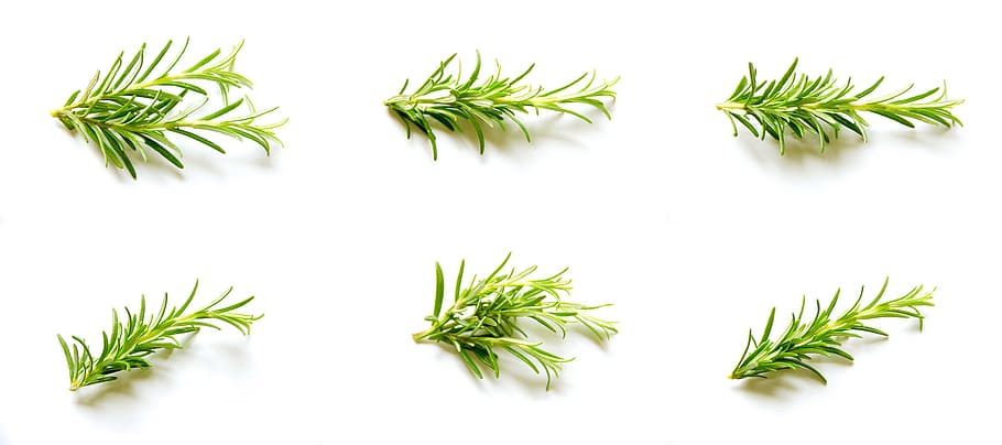 rosemary, green, herb, herbs, spice, green color, plant, leaf, plant part, food