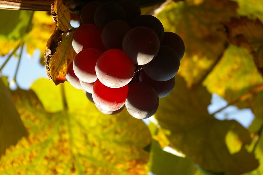 regent, wine, vine, winegrowing, the enjoyment of the wine, sun, grape, fruit, grapes, delicious