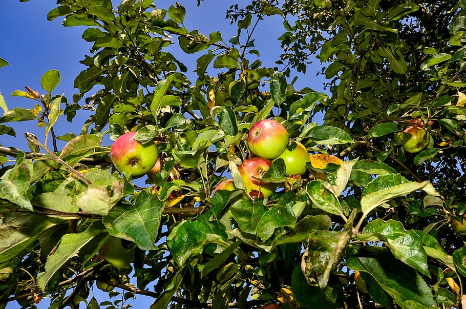 manzana, árbol, naturaleza, saludable, manzano, fruta, rama, huerta, hoja, planta