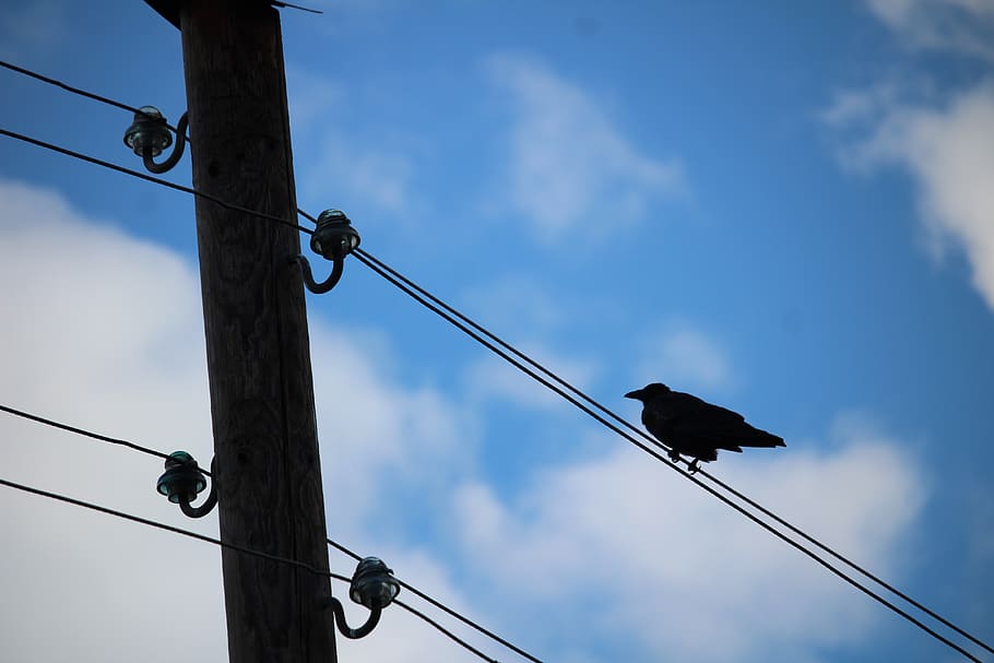 bird, air cable, sky, blue, clouds, out of date, phone, telephone pole, low angle view, cable