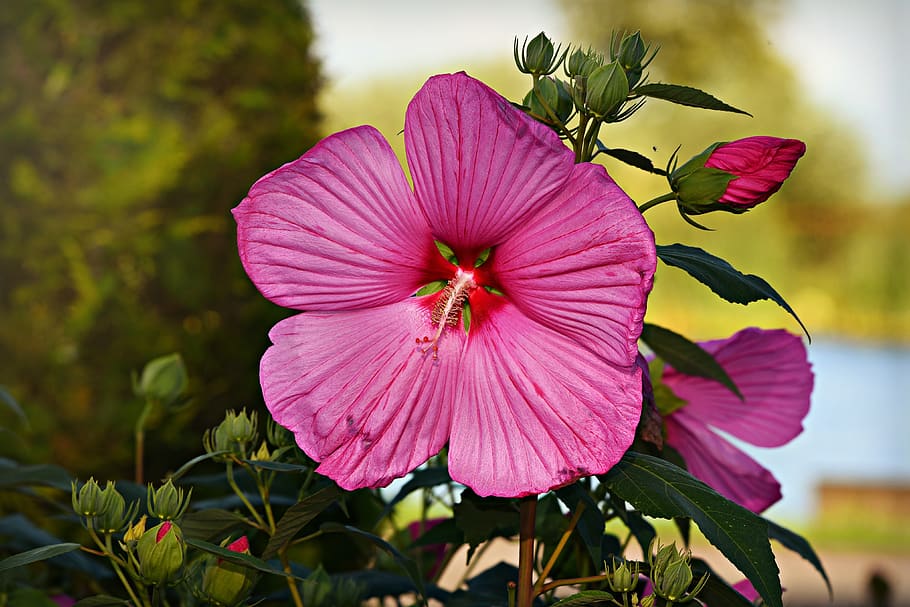 hibiscus, pink flower, plant, pistil, stamen, petal, bud, foliage, garden, summer