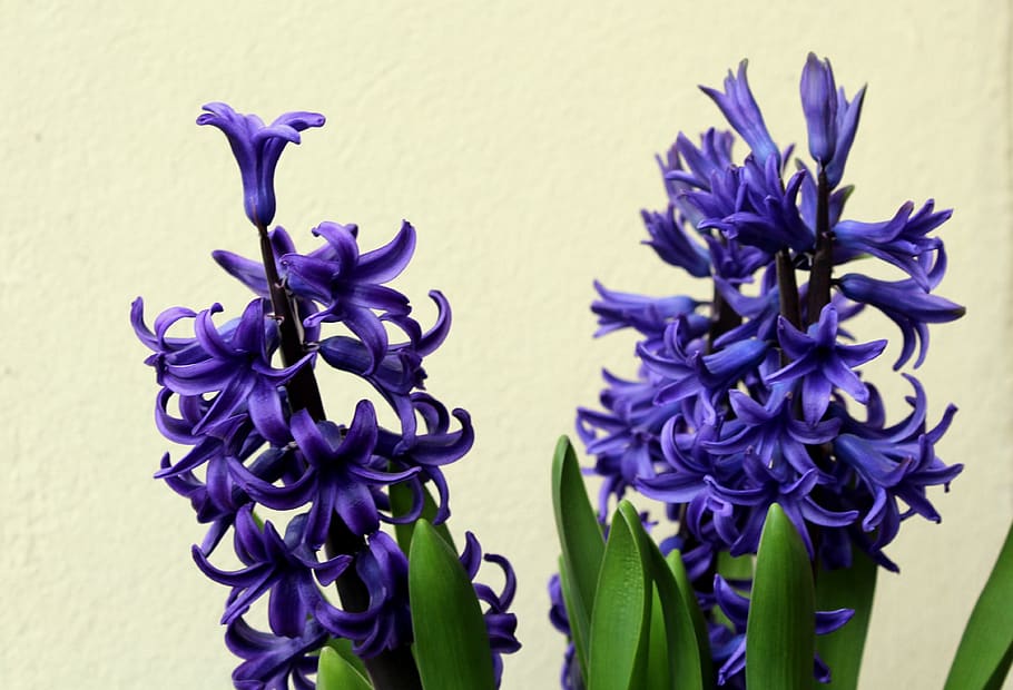 hyacinth, hyacinths, spring flowers, spring, march, flowers, color, blue, nature, purple