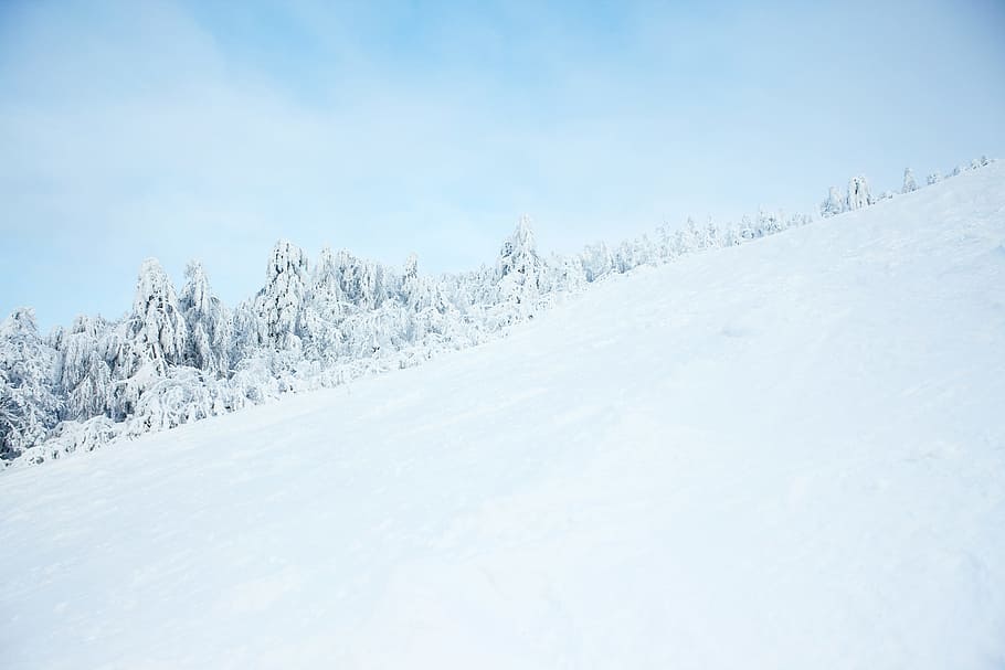 tree, winter, snow, mountain, ski, resort, summit, white, panorama, cold