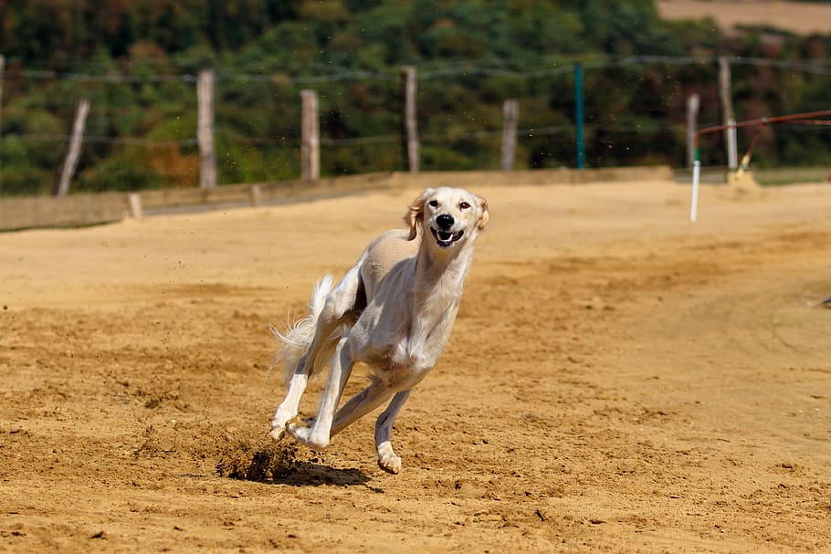 dog, greyhound, pet, animal portrait, dog portrait, racecourse, dog racing, sport, hundesport, rabbit hunting