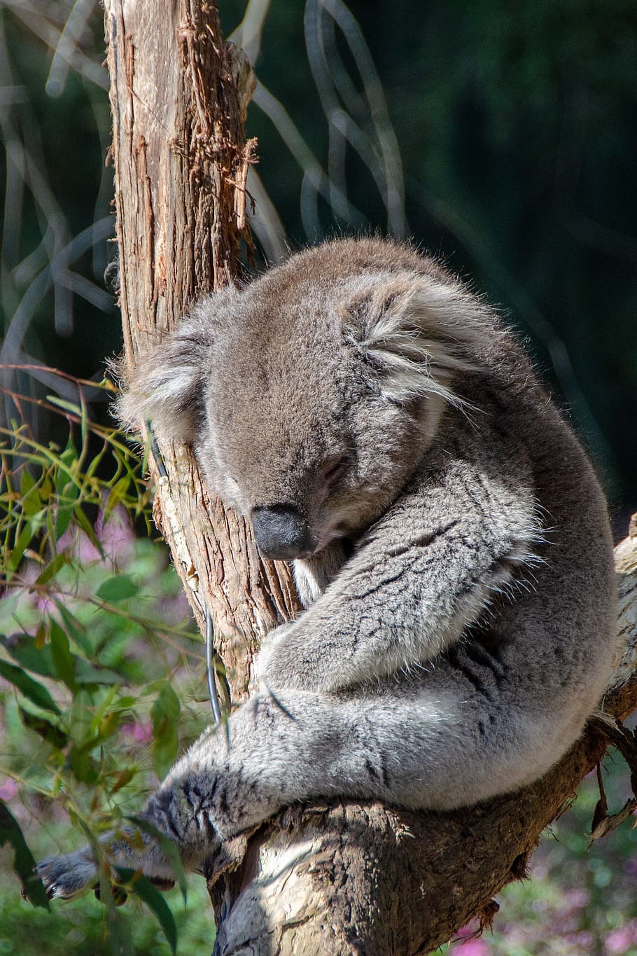 koala, marsupial, mamífero, animal, fauna, australiano, somnoliento, Árbol, temas de animales, fauna animal