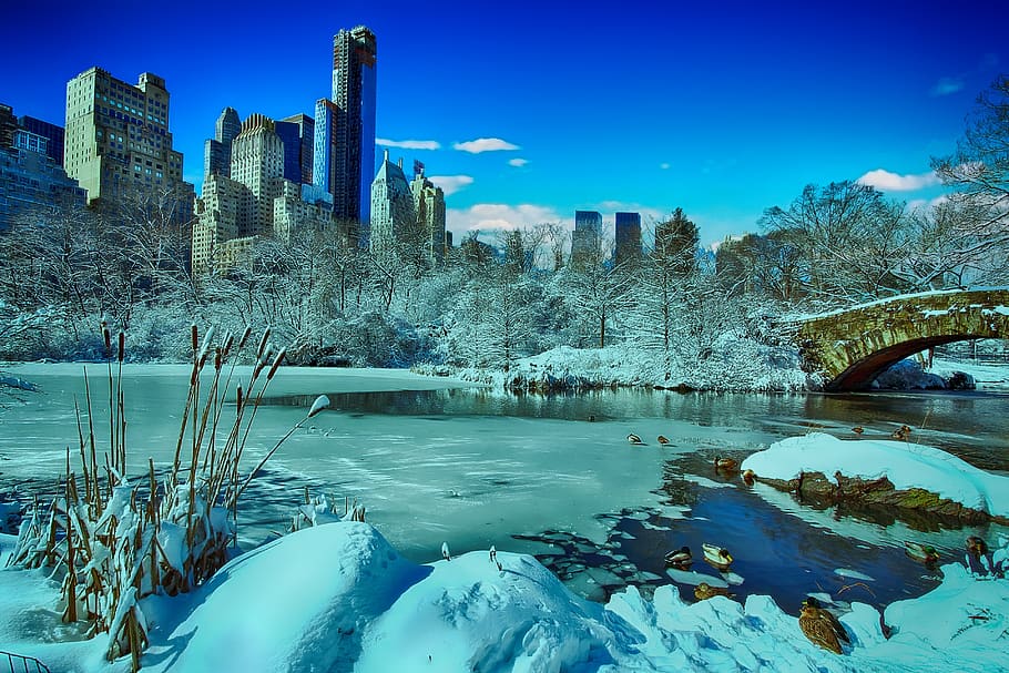 new york, central park, winter, manhattan, skyline, cold temperature, water, snow, tree, nature