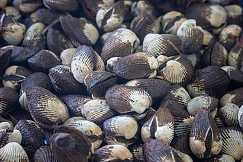 Clam Identification and Facts (From Cockles to Lucines) - Owlcation