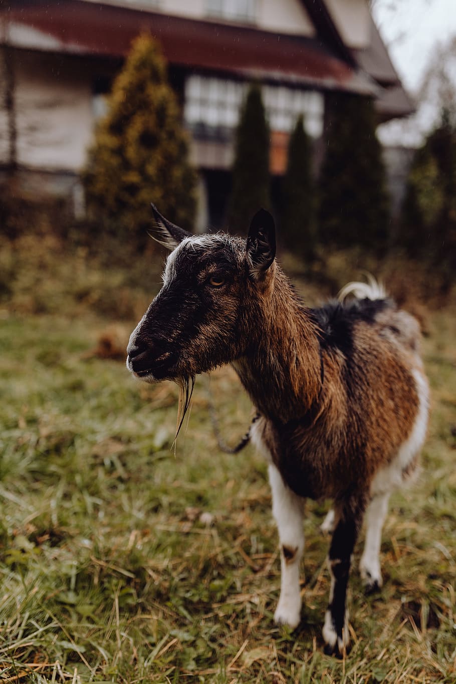 cute, brown, goat, pasture, animal, grazing, pasturage, she-goat, village, animal themes