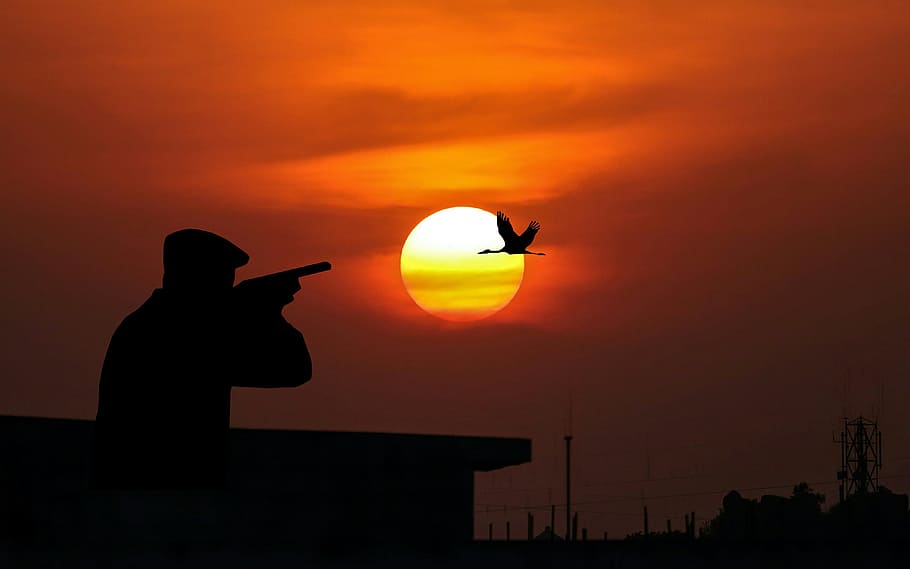 hunting, bird, sun, dusk, weapon, shotgun, sky, natur, gun, sport