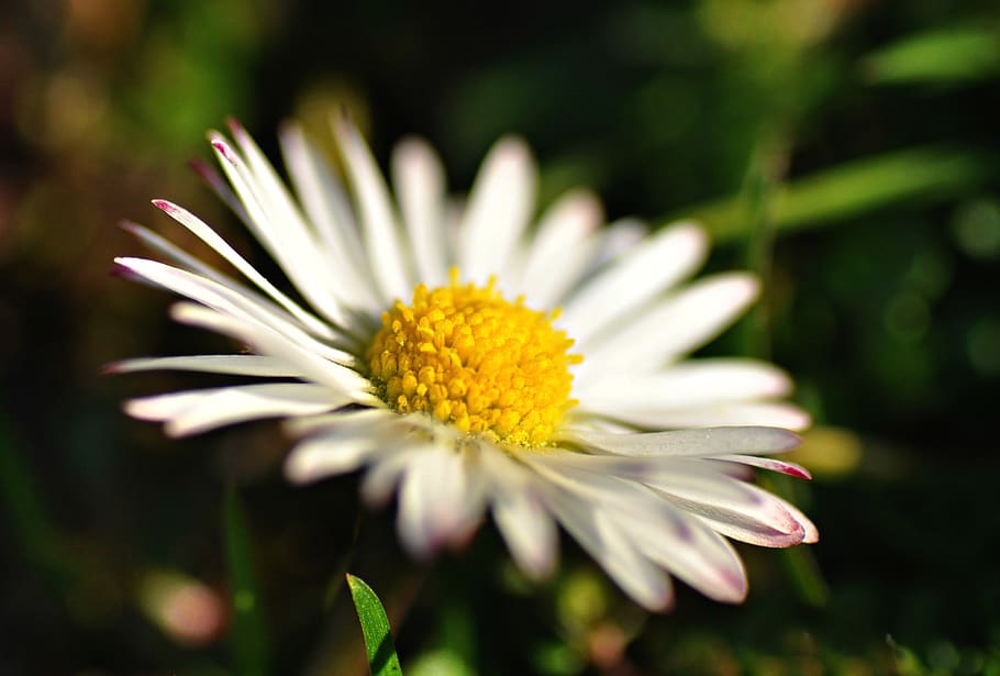 common daisy, flower, plant, petal, heart, blooming, flowering, blossom, spring, flowering plant