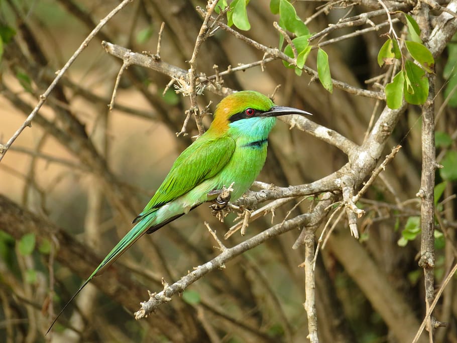 little green bee-eater, bird, wildlife, perching, colourful, green, nature, animal, wild, plumage