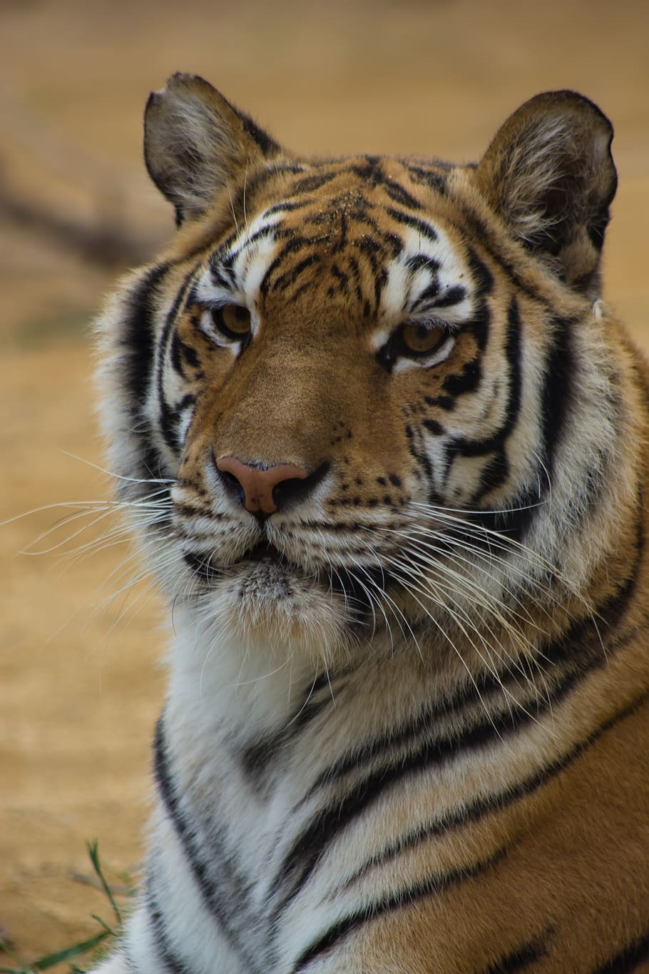 tiger, cat, stripes, black, orange, red, white, asia, exstinct, kitty