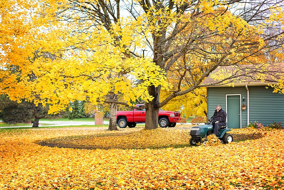 fall leaves, autumn leaves, clean up, raking, plowing leaves, autumn, leaves, nature, colorful, fall