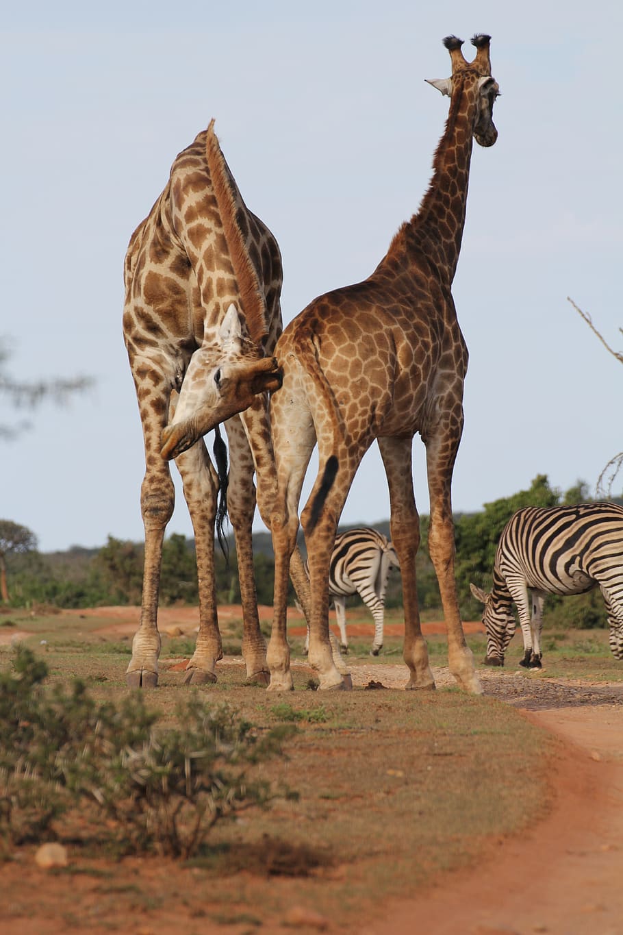 giraffes, two, giraffe, annoy, safari, wilderness, south africa, long jibe, pair, mammal