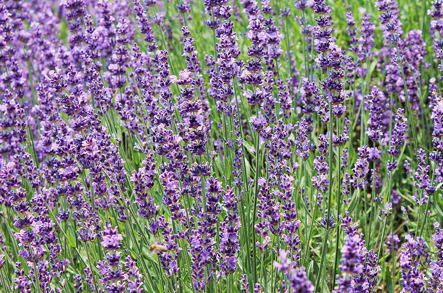 lavender, bidang lavender, ungu, banyak, bunga, alam, hijau, musim panas, mekar, kuantitatif