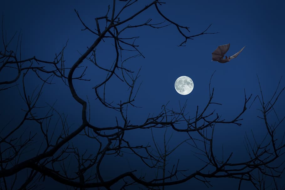 full moon, night, bat, dark, halloween, darkness, moon, sky, branch, bare tree