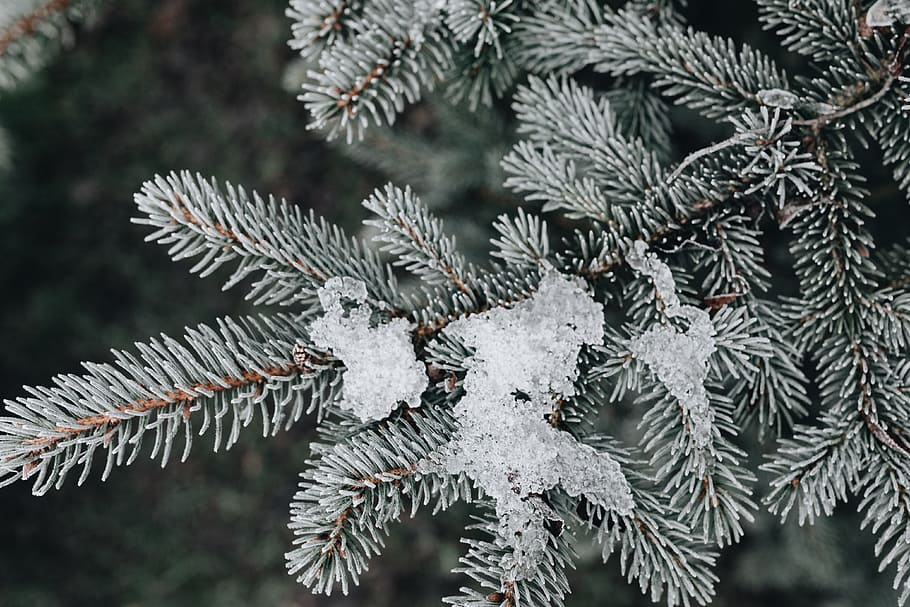 frozen, leaves, &, twigs, nature, plant, frost, winter, cold, ice
