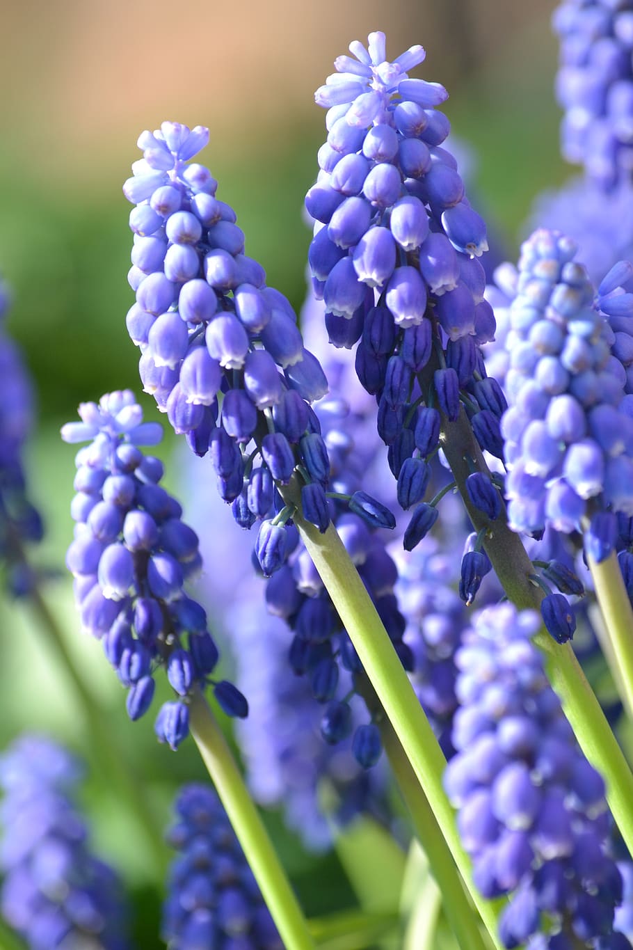 spring, muscari, purple, flower, blossom, bloom, hyacinth, inflorescences, garden plant, ornamental plant