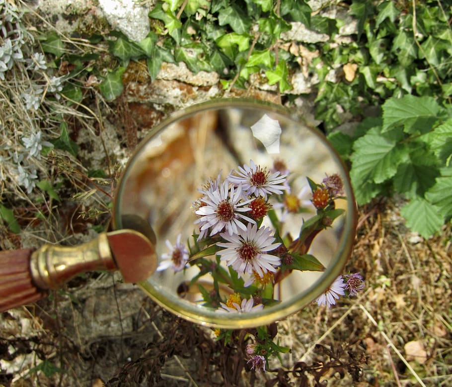 magnifying glass, flowers, macro, zoom, garden, flower, flowering plant, plant, freshness, nature