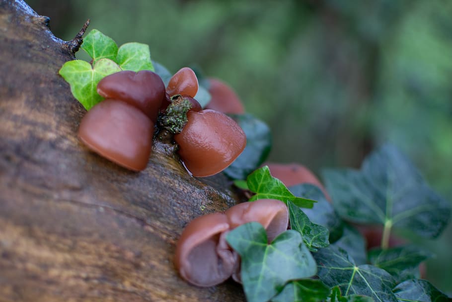 fungi, auricularia auricula-judae, jew's ear, wood ear, jelly ear, auriculariales, woodland, ivy, tree, outdoors