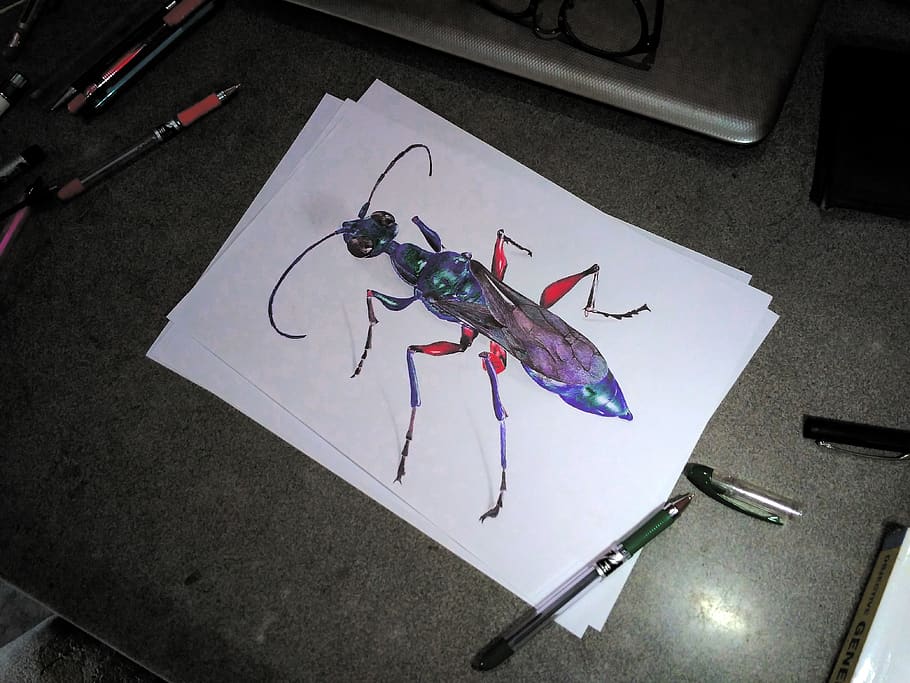 emerald cockroach wasp, ballpoint, ballpoint art, sketch, jewel wasp, rgb, wallpaper, pen sketch, green, insect