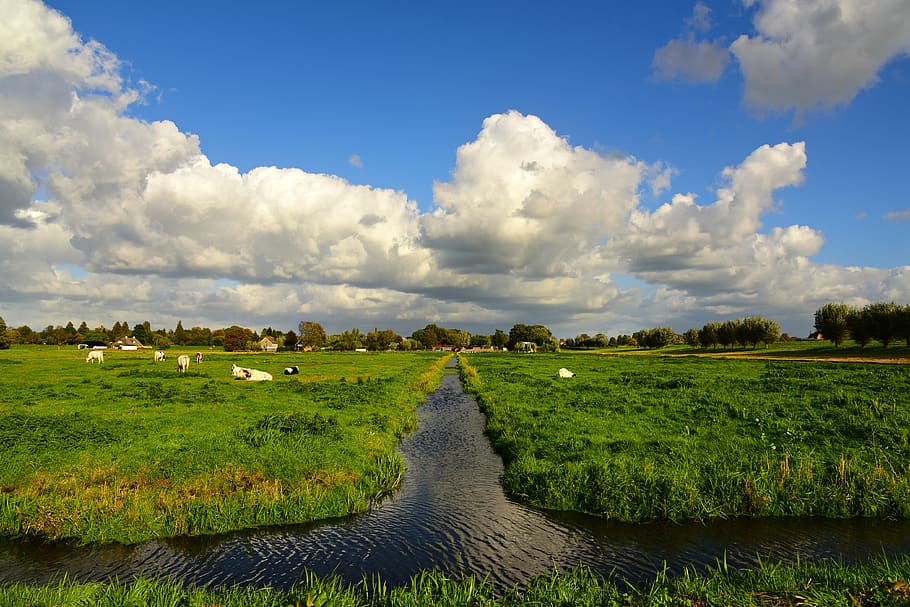 ditch, meadow, field, polder, dutch landscape, skies, cumulus clouds, rural, countryside, netherlands