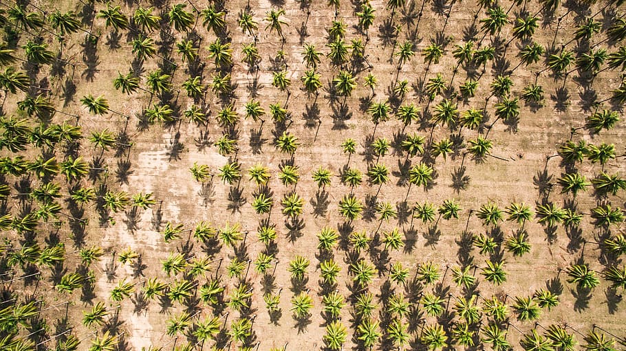 aerial, coconut, trees, sand, soil, nature, sunlight, green, view, shadow