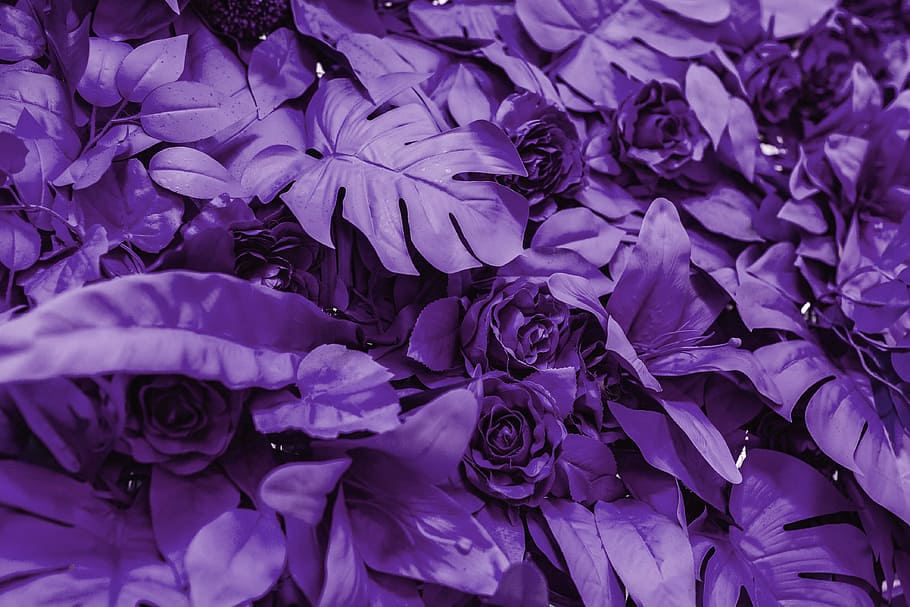 color pantone, año 2018 :, ultra violeta, púrpura, colores, color, pantone, color del año, pantone 2018, Flor