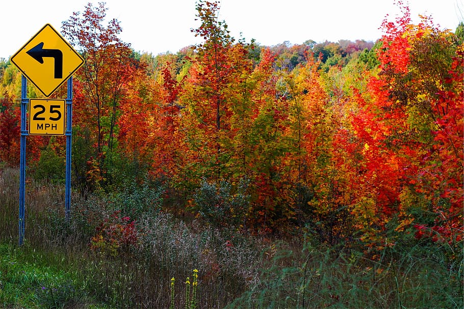 musim gugur, pohon, daun, warna, batas kecepatan, tanda jalan, tanda, komunikasi, tanaman, tidak ada orang